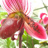 Slipper orchid