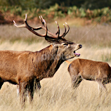 Belling Stag by Tamsin Carlisle -  