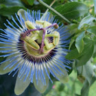 common passion flower