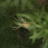 Tent-web Spider