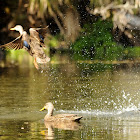 Mottled Duck