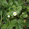 Wild strawberry