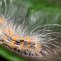 Caterpillar (?)