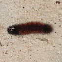 Woolly bear caterpillar (Isabella tiger moth larvae)