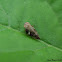 European Alder Spittlebug