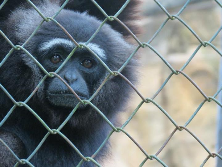 Agile Gibbon