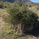 Desert willow