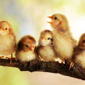 Group portrait of cute chicks by Prachit Punyapor - Animals Birds