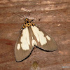 Aganainae, Noctuidae
