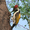 Lesser Golden-backed Woodpecker