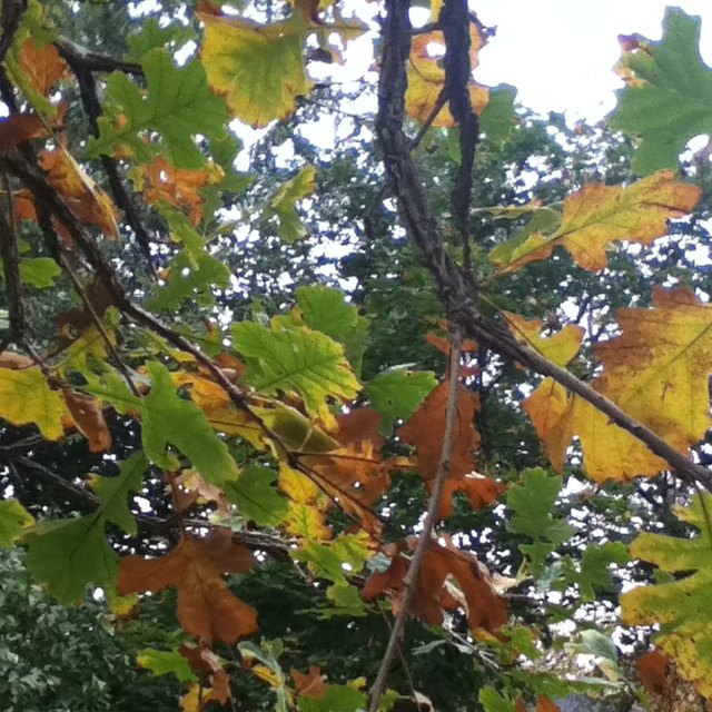 Burr oak tree