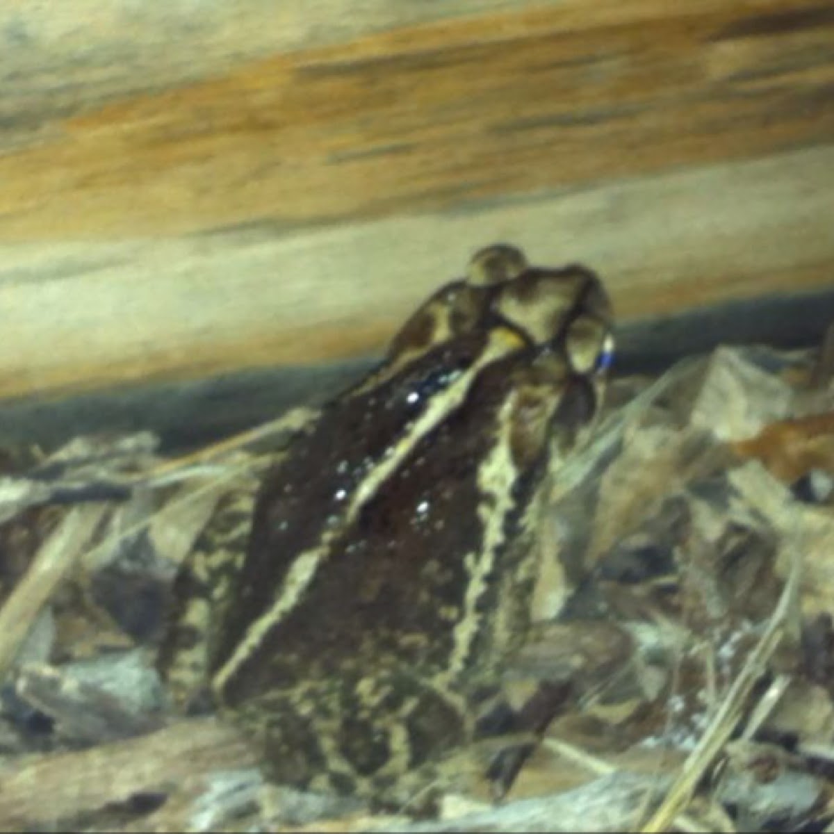 Gulf Coast Toad