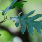 Pyrenean oak; Rebollo
