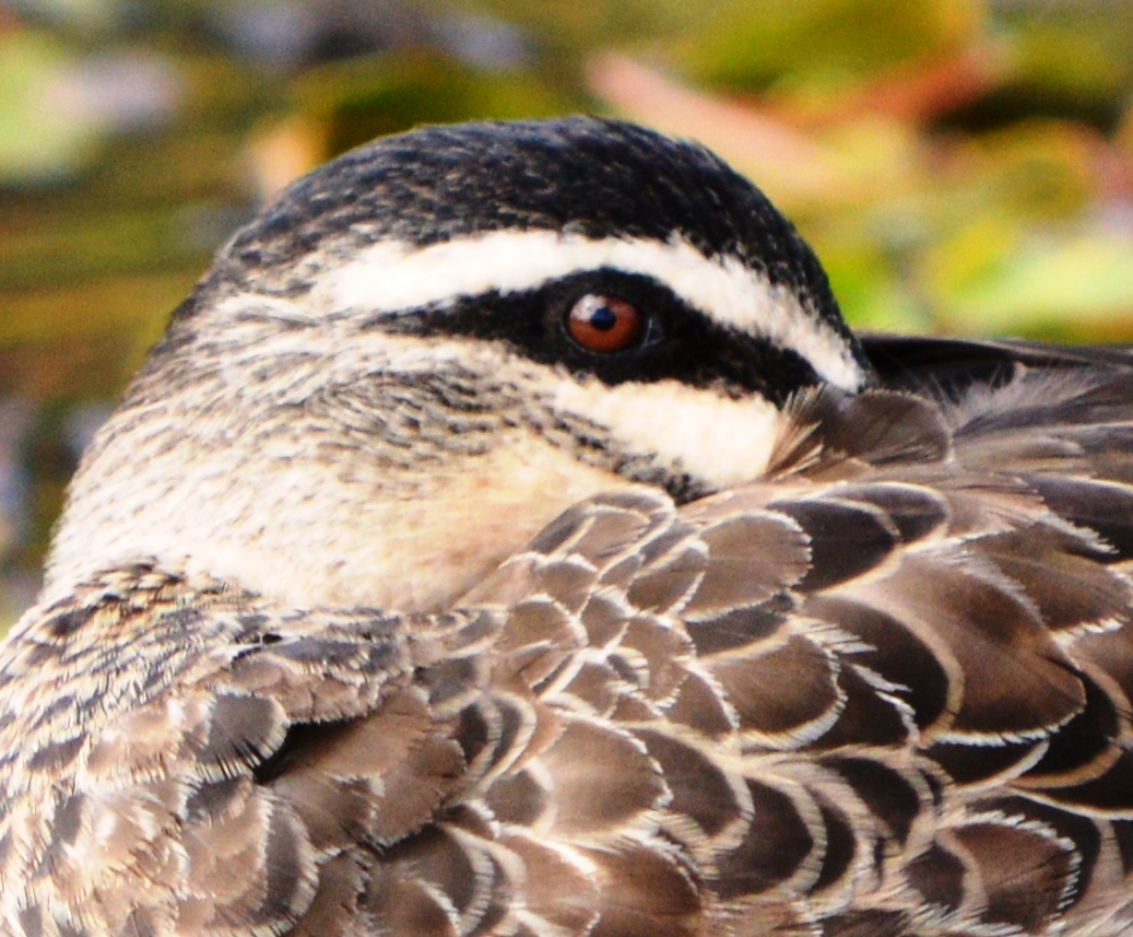 Pacific Black Duck