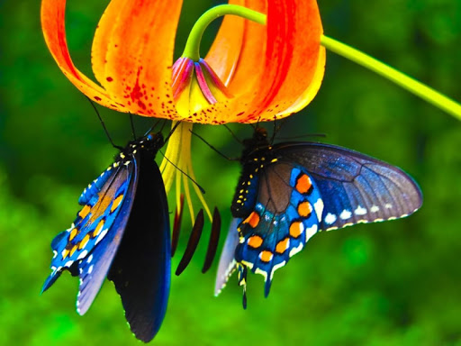 免費下載個人化APP|Magic Butterfly Glittering LWP app開箱文|APP開箱王