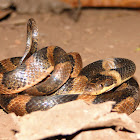 Cat-eyed snake