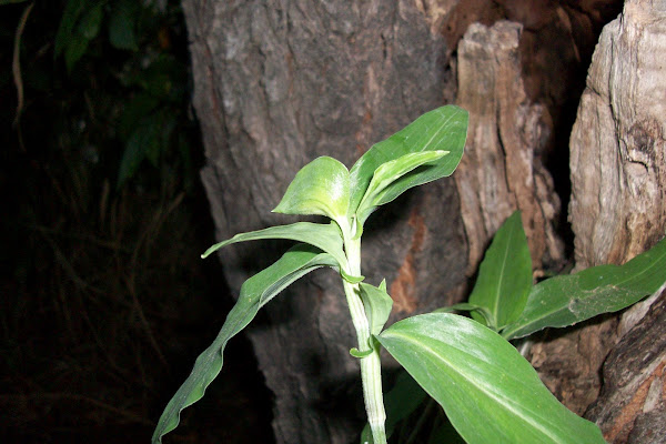 Widow's Tears | Project Noah