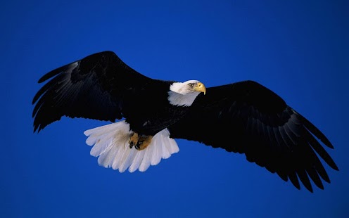 How to install Eagle HD Wallpaper 1.01 unlimited apk for pc