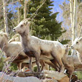 by Candy (Ellison) Downs - Animals Other Mammals