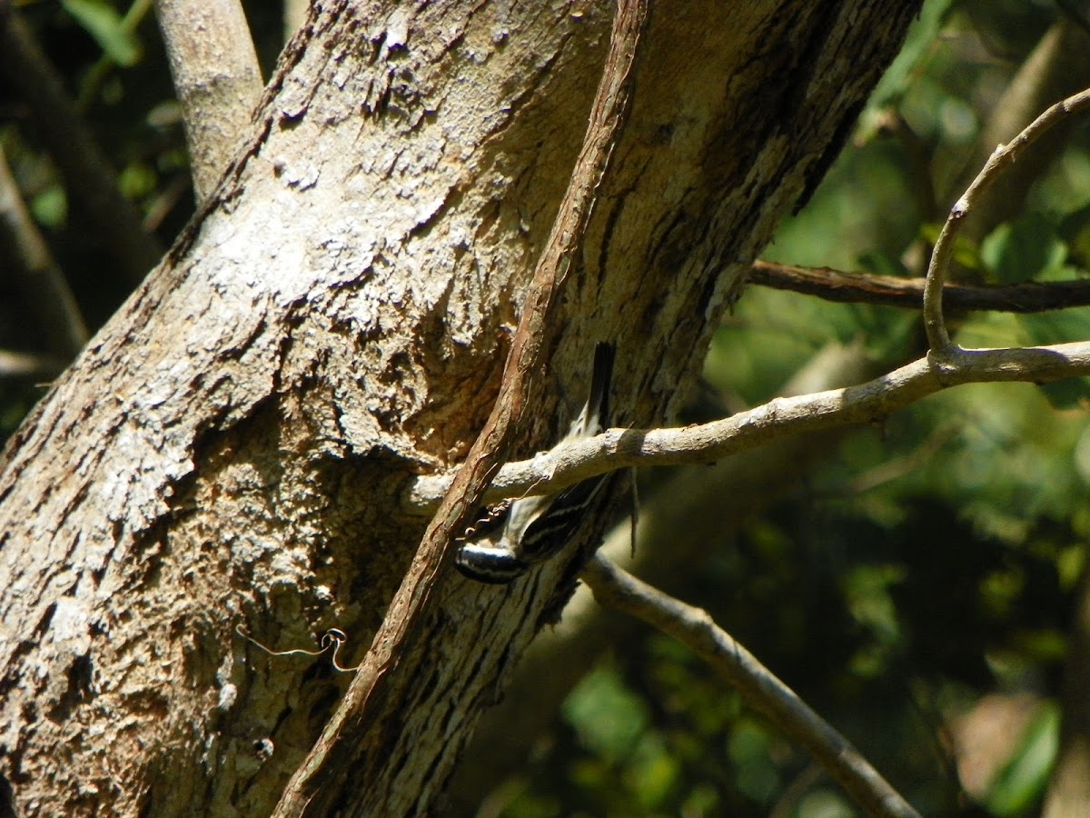 Black-and-White Warbler