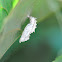 Juliette Longwing Chrysalis