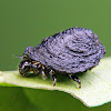 Tortoise beetle larva