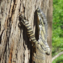 Lace monitor (Goanna)