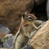 Ground Squirrel