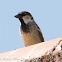 House Sparrow; Gorrión Común