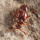 Ant-loving Beetle (Pselaphinae)