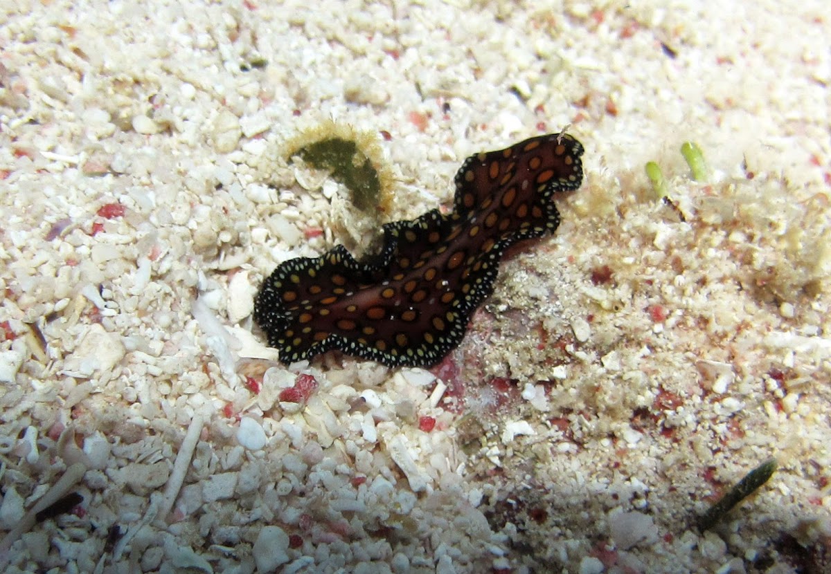 Leopard Flatworm