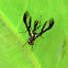 wasp-mimic fly