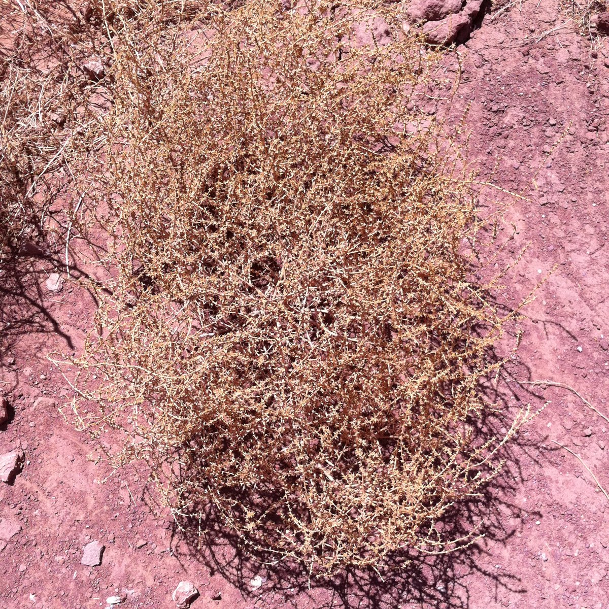 Russian Thistle (tumble weed)