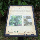 Heritage Tree - Mentulang Daun Lebar