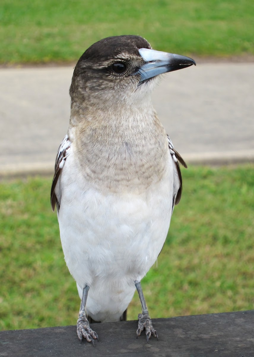 Pied Butcherbird (Juvenile with adult)