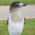 Pied Butcherbird (Juvenile with adult)