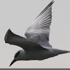 Whiskered Tern