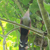 Squirrel Cuckoo