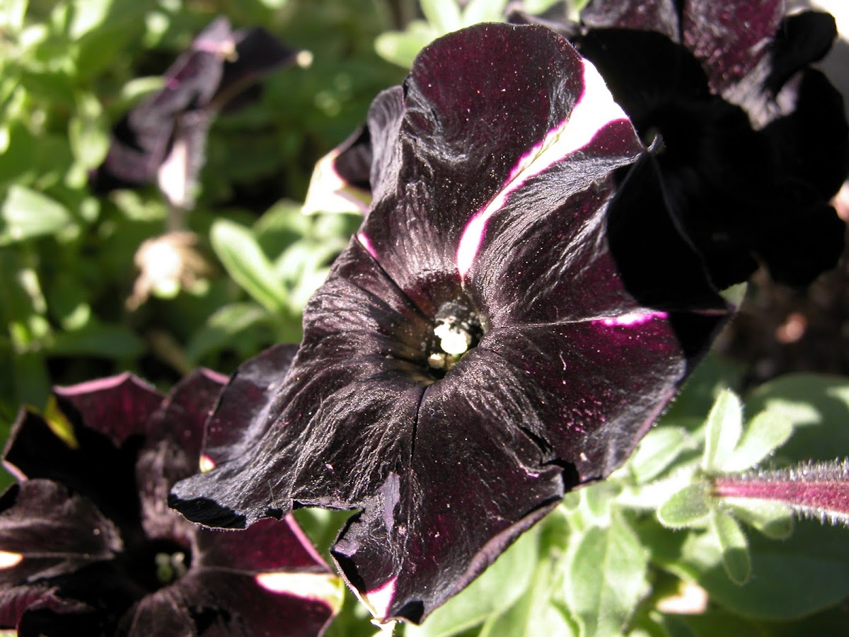 Black Petunia