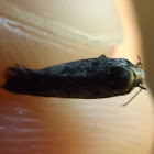 Curve-horned Moth