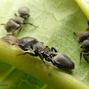 Myrmicine ants