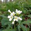 Cutleaf Toothwort