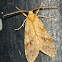 Lophocampa Moth