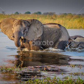 Crossing Guard 5514 by Karen Celella - Animals Other Mammals