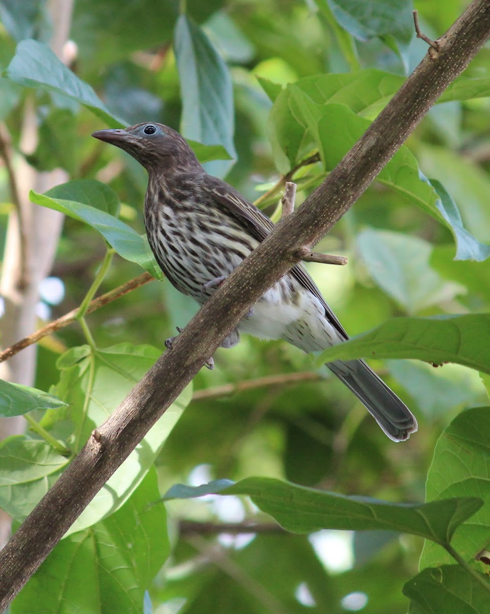 Figbird (female)