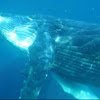 Southern Humpback Whale