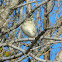 Northern Mockingbird