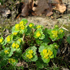 Golden Saxifrage / Izmjeničnolisna žutina