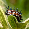 Variegated fritillary caterpillar