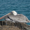 Brown Pelican